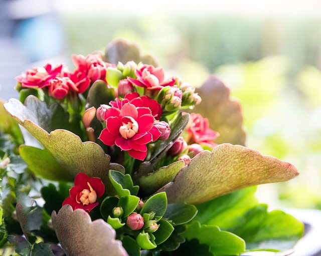 Kalanchoe Çiçek Bakımı Nasıl Yapılır