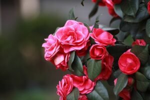 Kamelia Çiçek Bakımı Nasıl Yapılır?