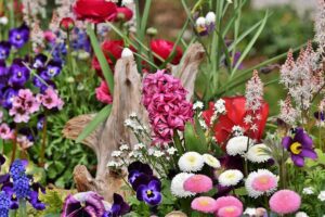 Sümbül Gardenya Çiçek Bakımı Nasıl Yapılır?