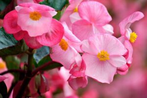 Bodur Begonya Özellikleri Bakım İpuçları ve Çiçek Açma Süreci