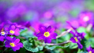 Çuha Çiçeği Çeşitleri Bahçenizi Renklendirme Rehberi