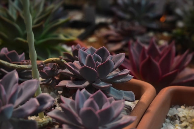 Echeveria Harmsii Sukulent Bitkisi Bakım İpuçları