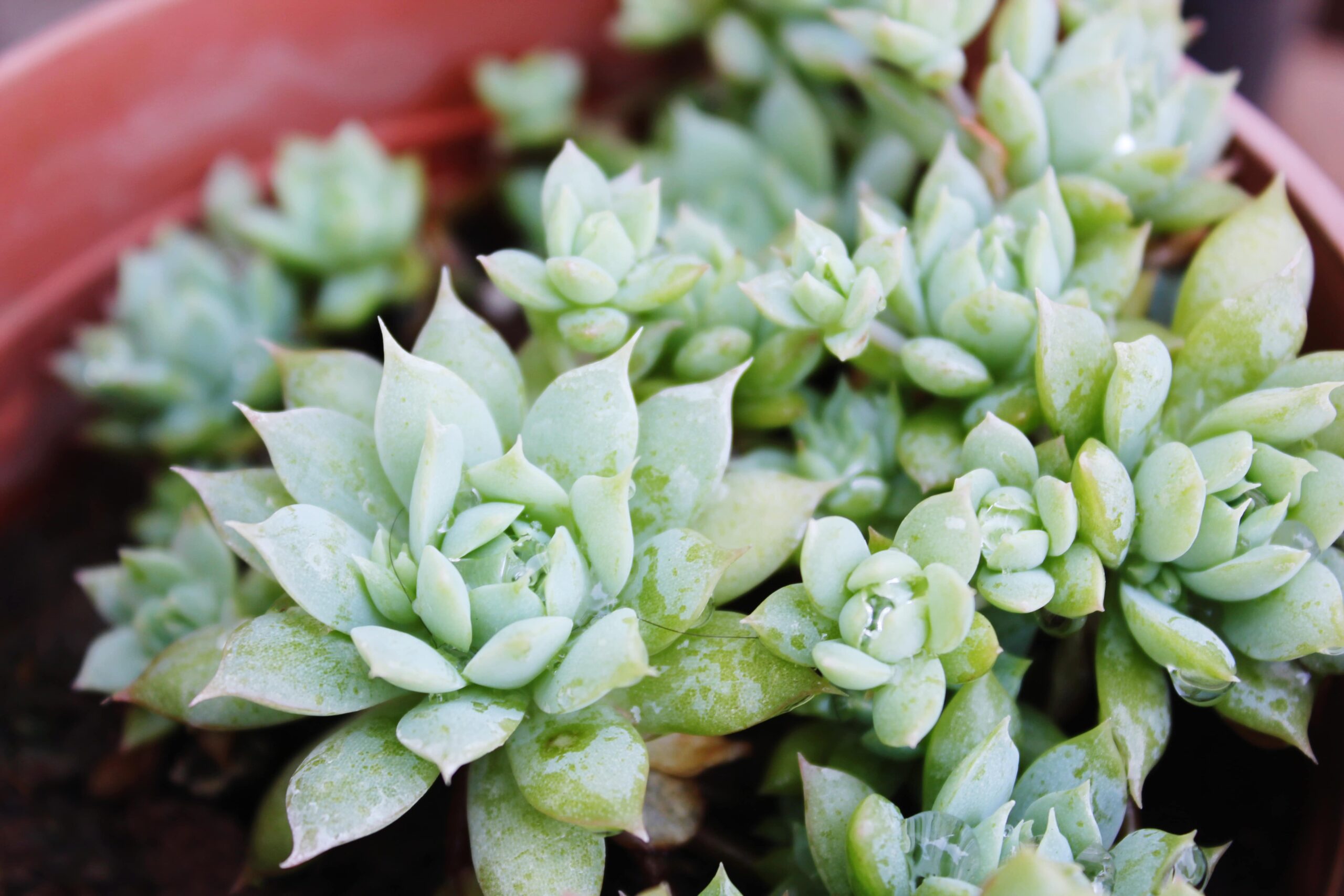 Echeveria Setosa Sukulentlerinin Bakımı
