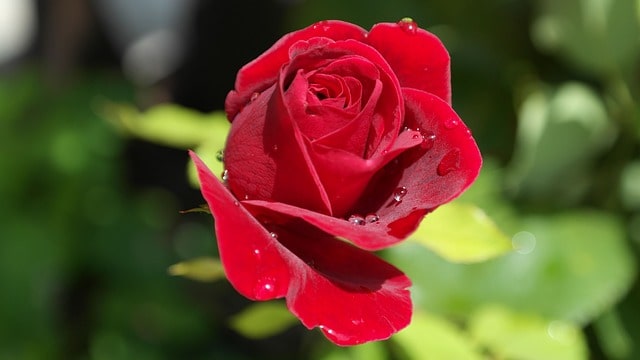 Kırmızı Gülün Anlamı Nedir