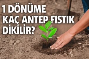 1 Dönüme Kaç Antep Fıstık Dikilir?