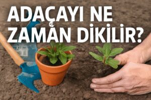 Adaçayı Ne Zaman Dikilir?