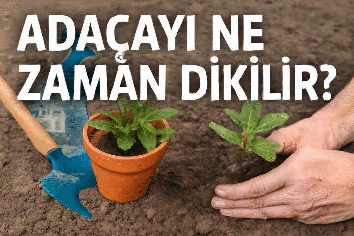 Adaçayı Ne Zaman Dikilir?