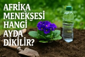 Afrika Menekşesi Hangi Ayda Dikilir?
