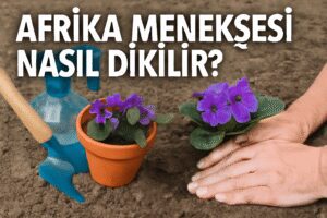 Afrika Menekşesi Nasıl Dikilir?