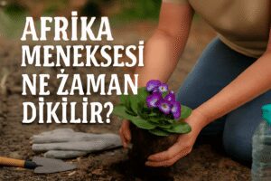 Afrika Menekşesi Ne Zaman Dikilir?