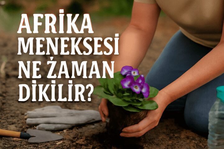 Afrika Menekşesi Ne Zaman Dikilir?