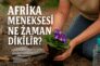 Afrika Menekşesi Ne Zaman Dikilir?