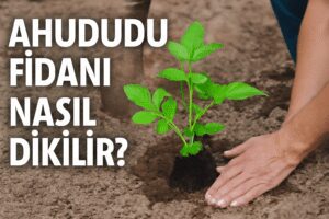 Ahududu fidanı nasıl dikilir?