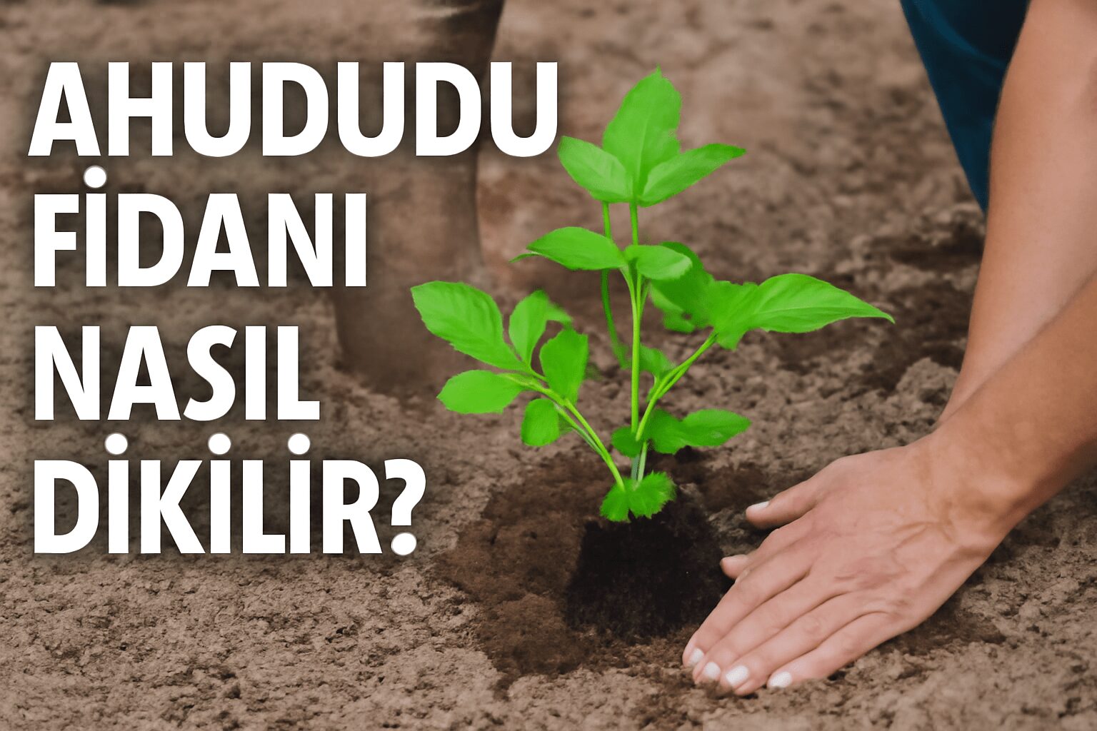 Ahududu fidanı nasıl dikilir