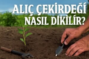 Alıç Çekirdeği Nasıl Dikilir?