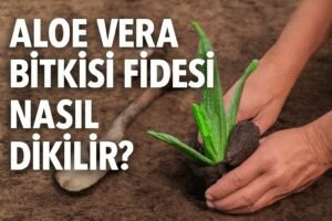 Aloe Vera Bitkisi Fidesi Nasıl Dikilir?
