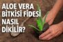 Aloe Vera Bitkisi Fidesi Nasıl Dikilir?