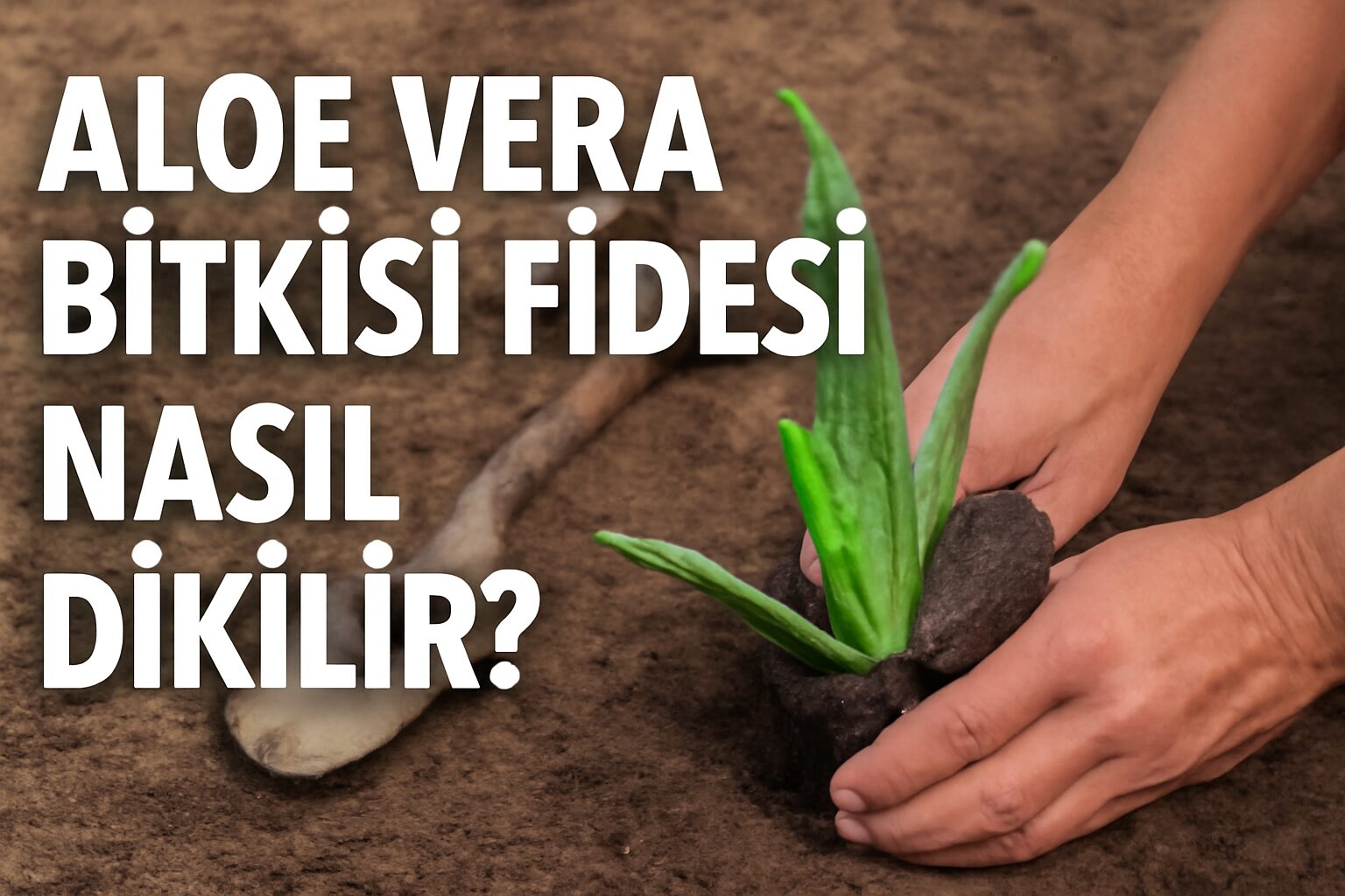 Aloe Vera Bitkisi Fidesi Nasıl Dikilir