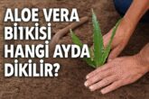 Aloe Vera Bitkisi Hangi Ayda Dikilir?
