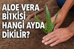Aloe Vera Bitkisi Hangi Ayda Dikilir?