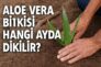 Aloe Vera Bitkisi Hangi Ayda Dikilir?