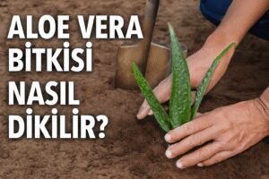 Aloe Vera Bitkisi Nasıl Dikilir?