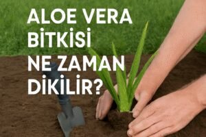 Aloe Vera Bitkisi Ne Zaman Dikilir?