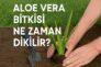 Aloe Vera Bitkisi Ne Zaman Dikilir?