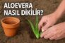 Aloe Vera Nasıl Dikilir?