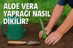 Aloe Vera Yaprağı Nasıl Dikilir?
