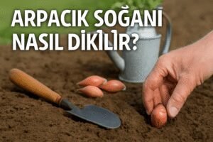 Arpacık Soğanı Nasıl Dikilir?