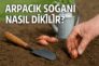 Arpacık Soğanı Nasıl Dikilir?