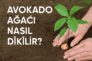 Avokado Ağacı Nasıl Dikilir?