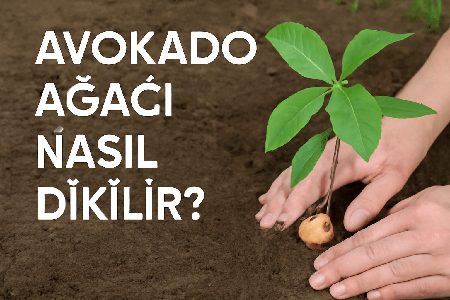 Avokado Ağacı Nasıl Dikilir