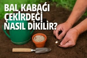 Bal Kabağı Çekirdeği Nasıl Dikilir?