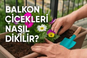 Balkon Çiçekleri Nasıl Dikilir?