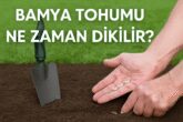 Bamya Tohumu Ne Zaman Dikilir?