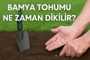 Bamya Tohumu Ne Zaman Dikilir?