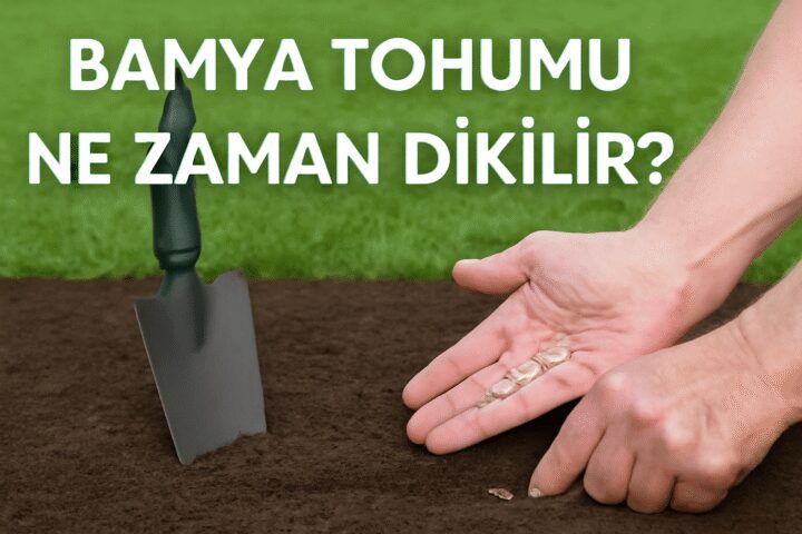 Bamya Tohumu Ne Zaman Dikilir?