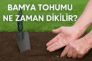 Bamya Tohumu Ne Zaman Dikilir?