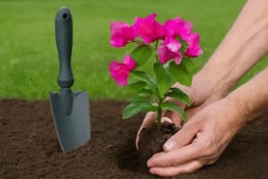 Begonvil Çiçeği Nasıl Dikilir?