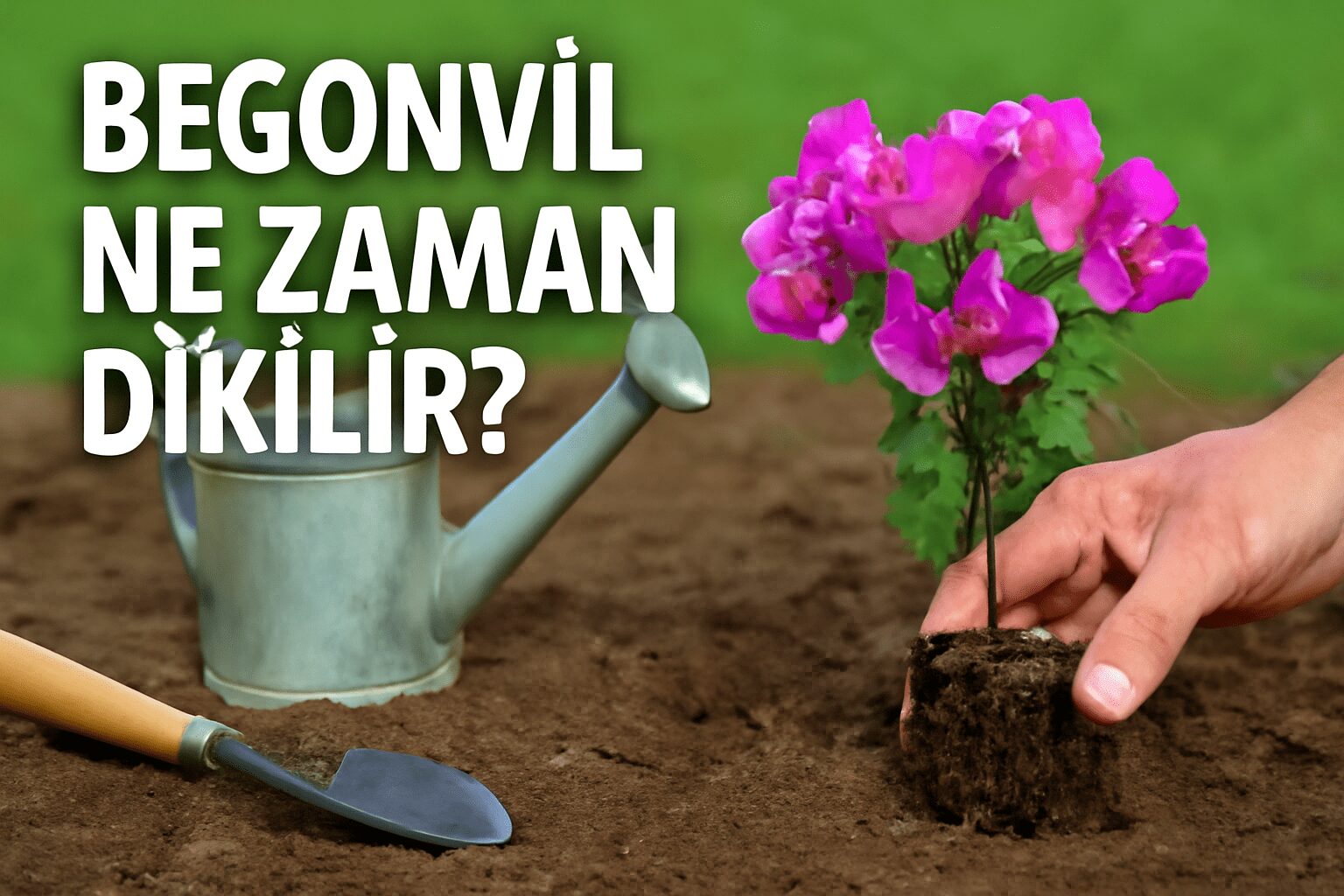 Begonvil Ne Zaman Dikilir