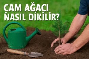 Çam Ağacı Nasıl Dikilir?