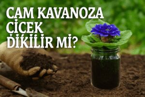 Cam Kavanoza Çiçek Dikilir Mi?