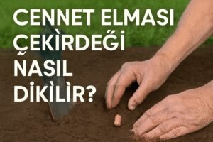 Cennet Elması Çekirdeği Nasıl Dikilir?
