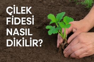 Çilek Fidesi Nasıl Dikilir?