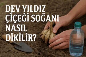 Dev Yıldız Çiçeği Soğanı Nasıl Dikilir?