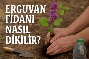 Erguvan Fidanı Nasıl Dikilir?