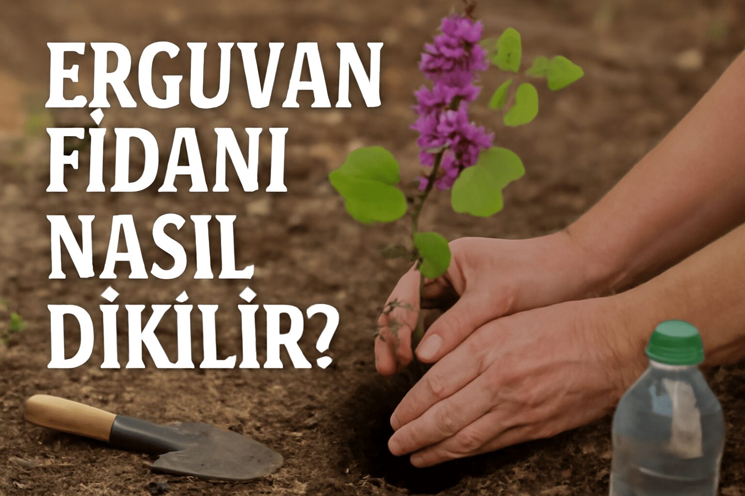 Erguvan Fidanı Nasıl Dikilir