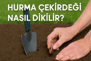 Hurma Çekirdeği Nasıl Dikilir?